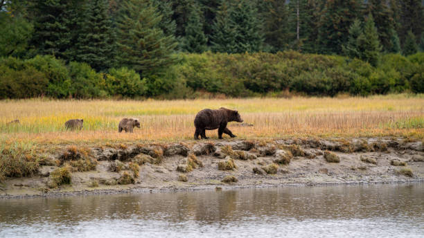 istock Grizzly bear family 1469870728