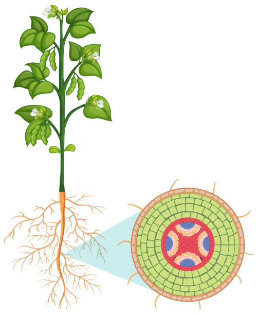 Root Hair Cell Illustrations, Royalty-Free Vector Graphics & Clip Art - iStock Root Hair Cell Illustrations, Royalty-Free Vector Graphics & Clip Art - iStock