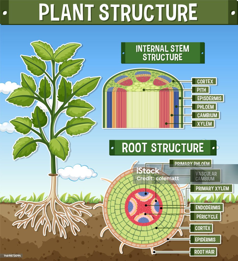 Root Annotations Internal Structure Of Root Diagram Stock Illustration - Download Image ...