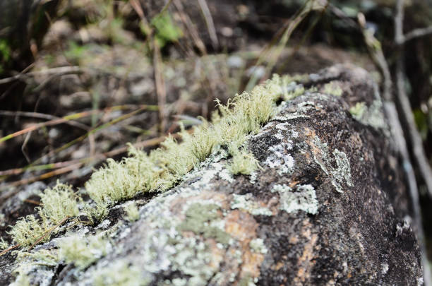 Various lichens Usnea sp growing on stone in woods on sunny day