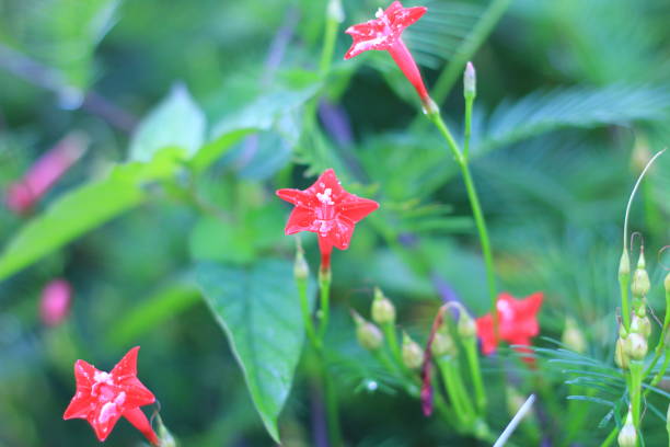 istock Ornamental plants grown in the garden 1469873254
