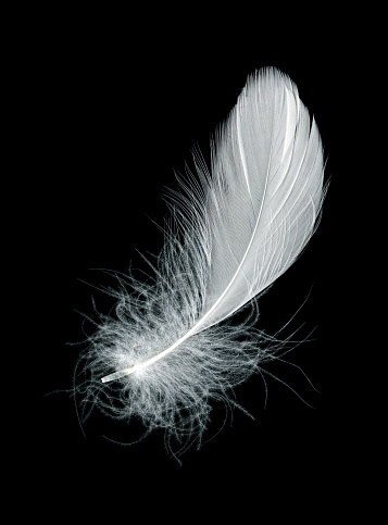 White feather isolated on black background.