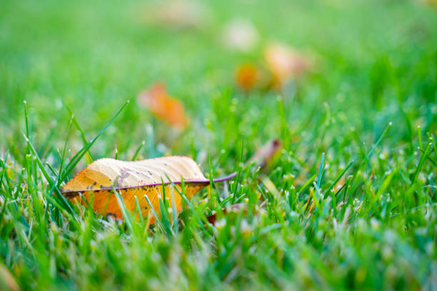 A dry fallen leaf lies in a green saturated grass close-up on a blurred background. Yellow leaf of a fruit tree on a juicy lawn