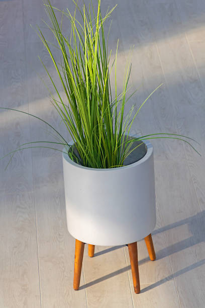 istock Green plant in ceramic pot 1469878051