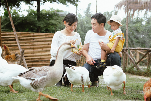 Asian family with mother father and son enjoy to feed vegetable to duck and goose in public farm and they look happy to have activity together with member in family during holiday.