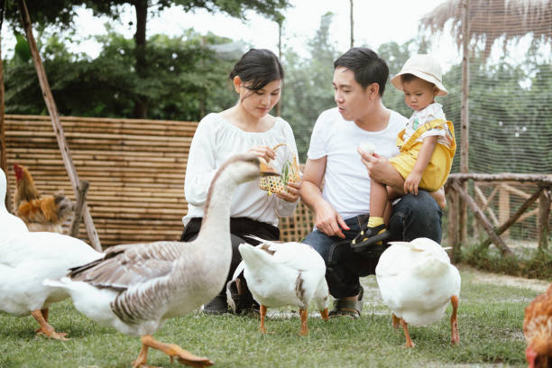 Asian family with mother father and son enjoy to feed vegetable to duck and goose in public farm and they look happy to have activity together with member in family during holiday. Asian family with mother father and son enjoy to feed vegetable to duck and goose in public farm and they look happy to have activity together with member in family during holiday. duck family stock pictures, royalty-free photos & images