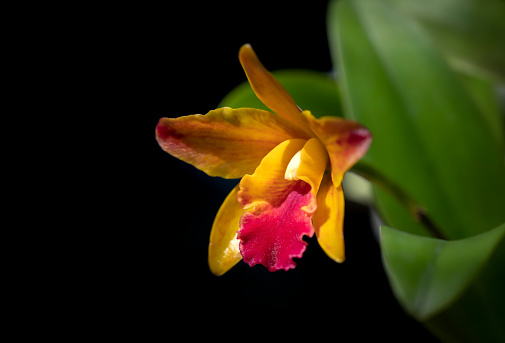 Close-up of Cattleya hybrid orchids bouquet. The sepals and petals are yellow, and the lips are red. Fragrant. The flowers bloom in the garden with natural soft light and dark backgrounds.