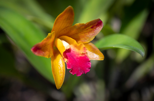 Close-up of Cattleya hybrid orchids bouquet. The sepals and petals are yellow, and the lips are red. Fragrant. The flowers bloom in the garden with natural soft light on green backgrounds.