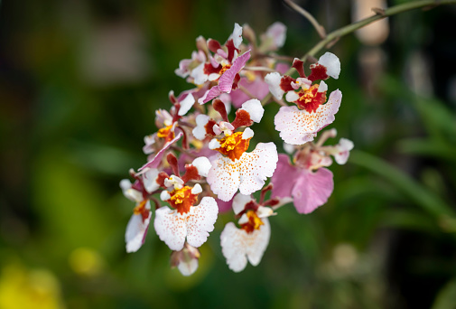 Selective focus of Oncidium Orchids bouquet, The inflorescence is long and has a branch, petals are brown and white with yellow dots. The small flower orchid bouquet blooming on blurred backgrounds.