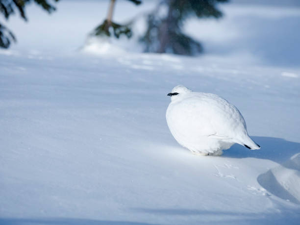istock rock ptarmigan male winter plumage 1469881706