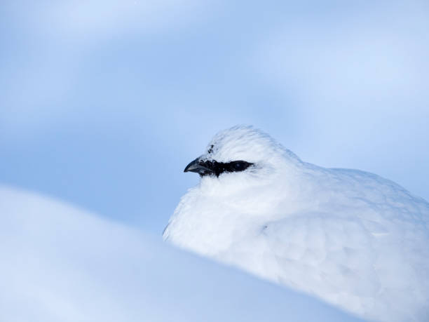 istock rock ptarmigan male winter plumage 1469881707