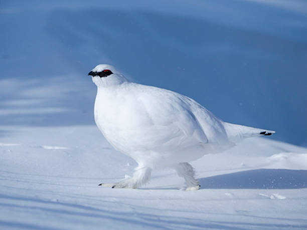 istock rock ptarmigan male winter plumage 1469881709