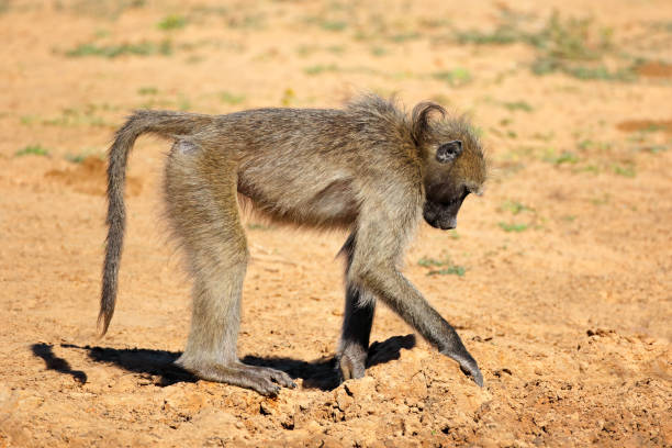 A chacma baboon (Papio ursinus) foraging, Mkuze game reserve, South Africa stock photo