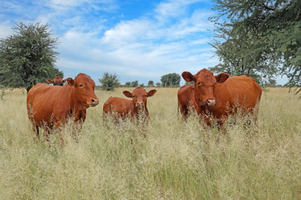 Free-range cows in native grassland on a rural farm, South Africa Free-range cows in native grassland on a rural farm, South Africa grass fed stock pictures, royalty-free photos & images