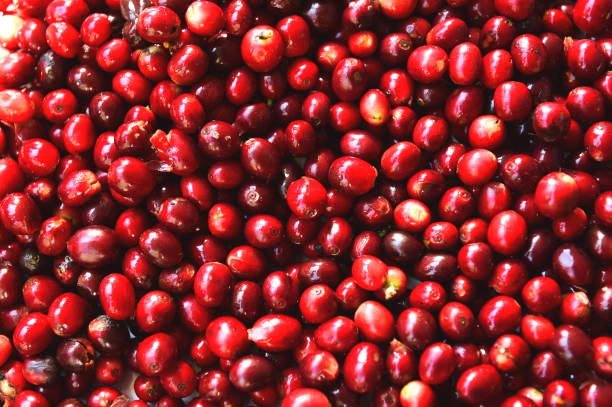 istock close up of fresh coffee beans 1469882941