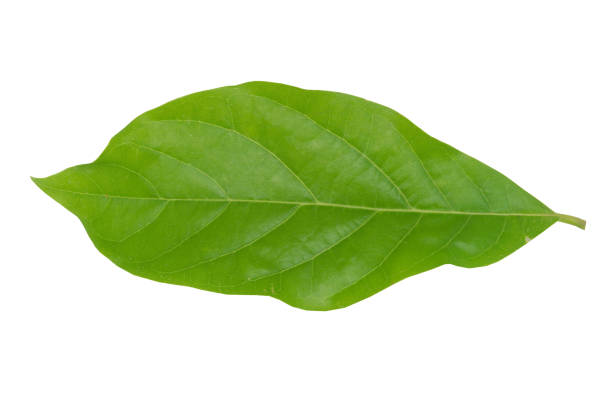 istock Fresh green avocado leaves on white background 1469883808