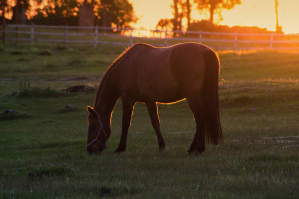 istock Horse grazing in a meadow at sunset, 1469885049