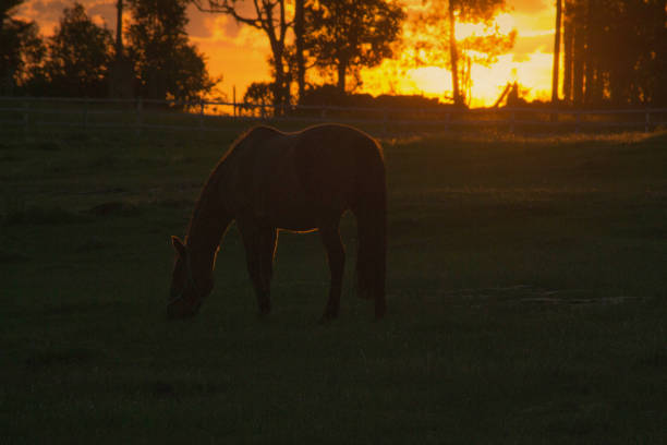 istock Horse grazing in a meadow at sunset, 1469885050
