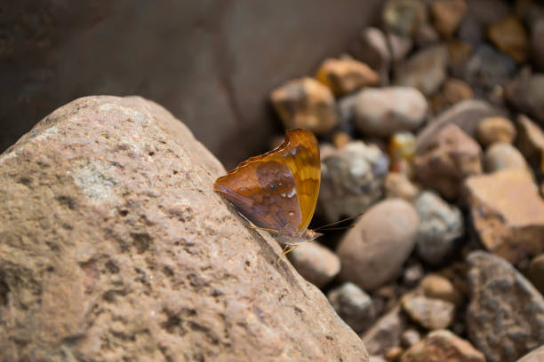 Butterfly on a rock in the garden. Selective focus.