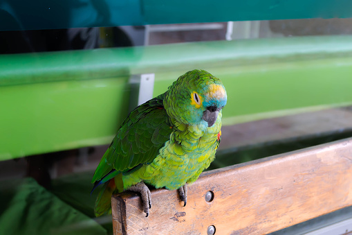 Beautiful green parrot sitting on the bench in the park in brazil