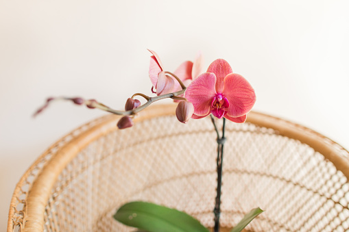 A Flowering Bright Pink & Orange Orchid Plant on a Vintage Rattan Peacock Chair with a Neutral Background