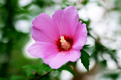 Rose of Sharon with path. Korean National Flower