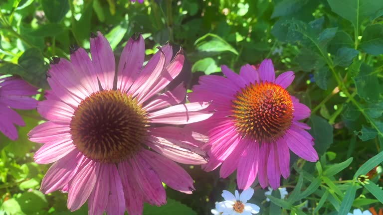 Summer Flower Bed with Echinacea