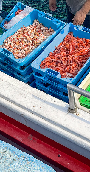 Red shrimp from Palamós and Norway lobster recently arrived at the port of Palamós. The hands of a fisherman before taking the boxes with the shellfish to unload it from the boat and leave it on the dock.