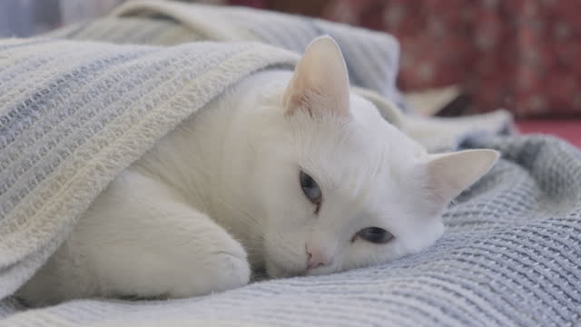White cat with blue eyes napping