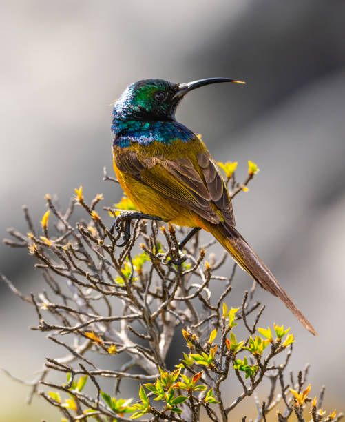 istock Colibri sitting on a bush 1469891894