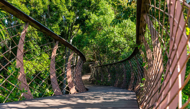 istock Kirstenbosch Botanical Garden Tree Canopy Walkway 1469893055