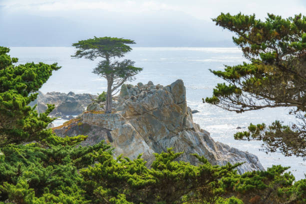 el ciprés solitario se encuentra en una colina de granito en el camino de 17 millas en pebble beach, monterey bay, ca - big sur cypress tree california beach fotografías e imágenes de stock