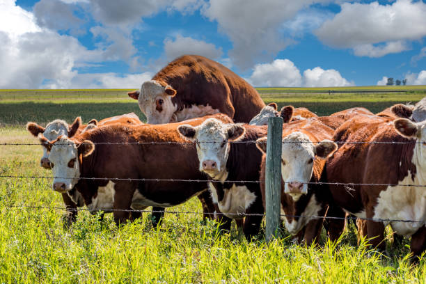 istock A bull mounted on a cow impregnating her in a Saskatchewan pasture 1469894493