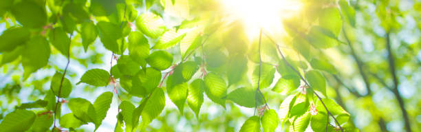 istock banner image of sunshine forest 1469895376