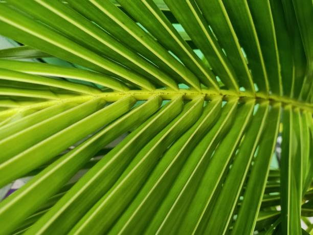 istock Kentia palm plant 1469895934