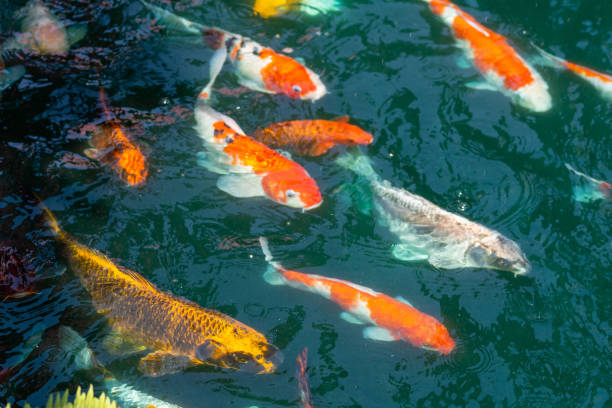 istock koi fish in pond at Utaradit, Thailand. 1469896661