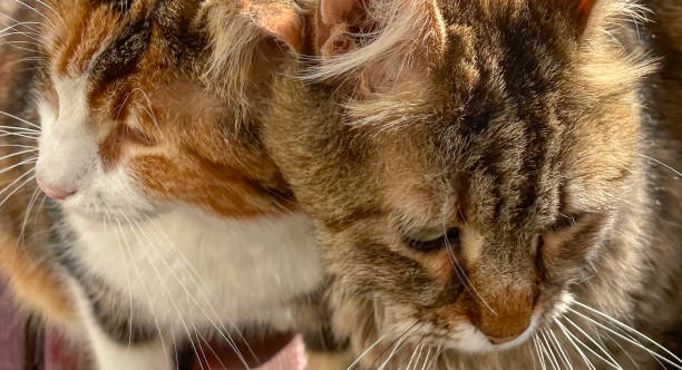 istock Cat and cat looking at each other. 1469896884