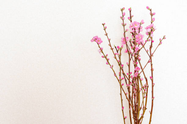 istock Close-up of flower peaches displayed indoors 1469898068