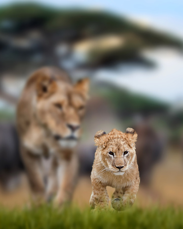 Close lion cub in the background of his mother.  African savannah landscape