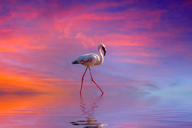 istock Pink Flamingos in the water at sunset 1469898123