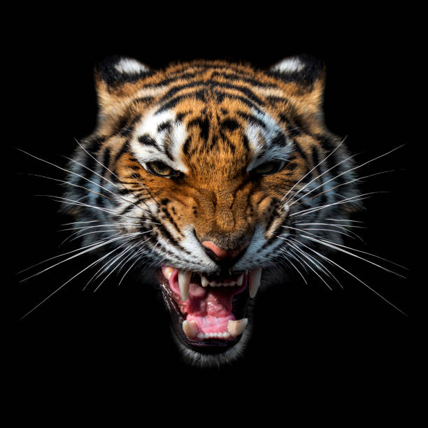 istock Close angry Tiger portrait on dark 1469898125