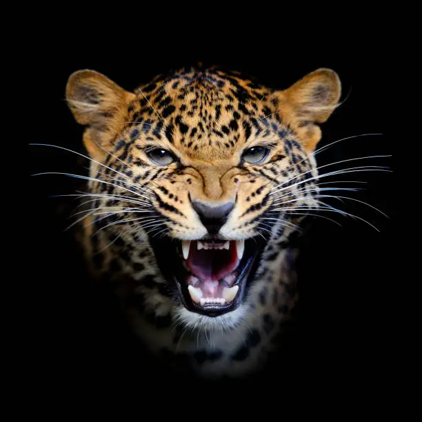 Close up young leopard in nature