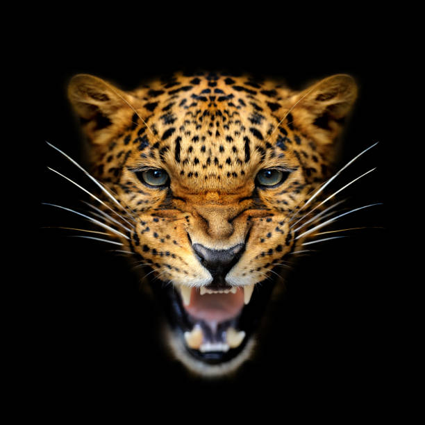 istock Close angry Leopard portrait on dark 1469898134