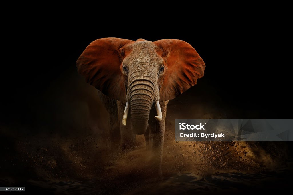 Amazing African elephant with dust and sand. A large animal runs towards the camera. Wildlife scene. Loxodonta africana Amazing African elephant with dust and sand on black background. A large animal runs towards the camera. Wildlife scene. Loxodonta africana African Elephant Stock Photo