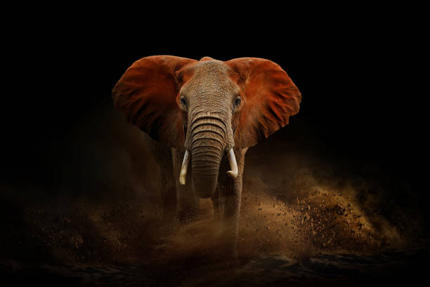 Amazing African elephant with dust and sand. A large animal runs towards the camera. Wildlife scene. Loxodonta africana stock photo