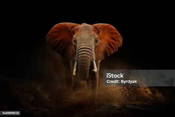 Amazing African Elephant With Dust And Sand A Large Animal Runs Towards The Camera Wildlife Scene Loxodonta Africana Stock Photo - Download Image Now