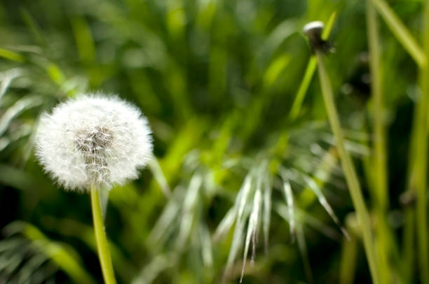 istock Dandelion on a green background of grass. Soft focus 1469898251
