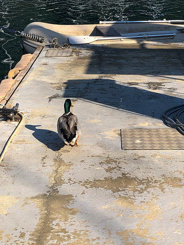 Domestic duck walking on pier