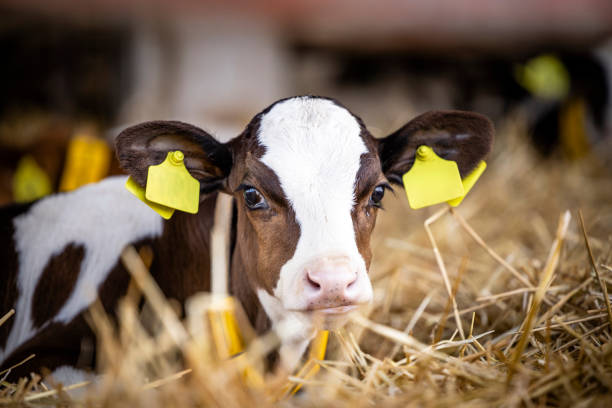 vue rapprochée du veau holstein couché dans la paille à l’intérieur de la ferme laitière. - cattle shed cow animal photos et images de collection