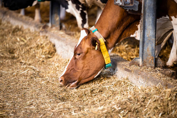 diário de vacas comendo na moderna fazenda de gado livre. - ayrshire cattle cow husbandry cattle - fotografias e filmes do acervo